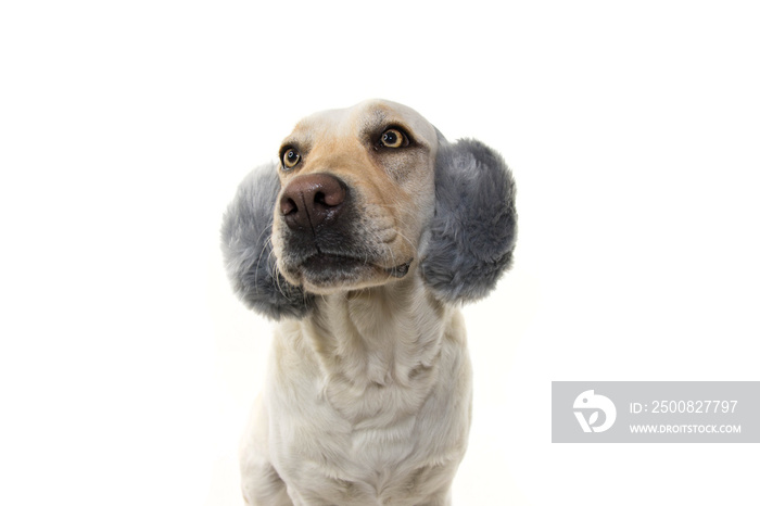 WINTER DOG SCARED OF FIREWORKS, THUNDERSTORMS, LOUD NOISES. WEARING FLUFFY EARMUFFS. ISOLTED SHOT AGAINST WHITE BACKGROUND.