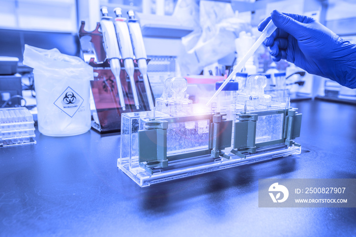 Western blot analysis or protein analysis