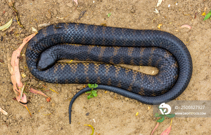 sleeping tiger snake Notechis scutatus