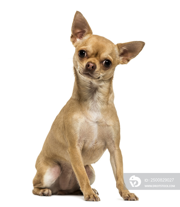 Chihuahua sitting, looking at the camera, 1,5 year old, isolated