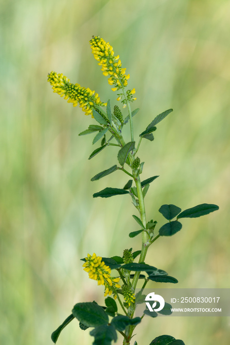 Macrophotographie de fleur sauvage - Mélilot des moissons - Trigonella segetalis