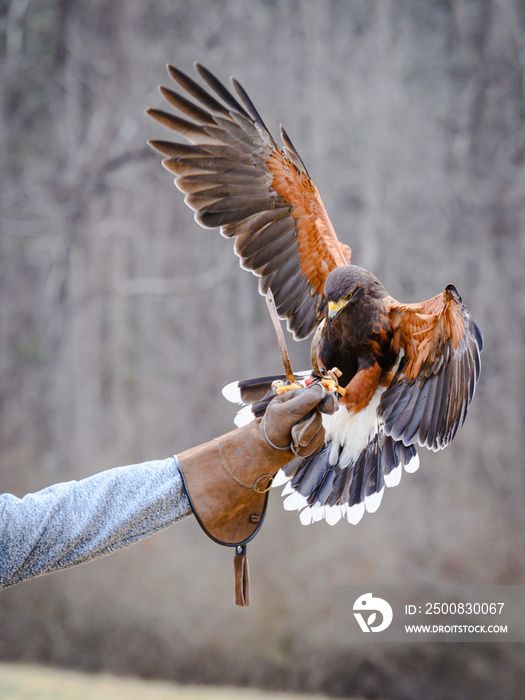 Harris’s Hawk landing on falconer glove