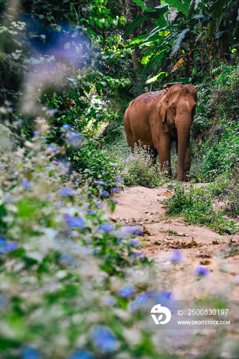 Elephant Walking on Trail near Chiang Mai, Thailand