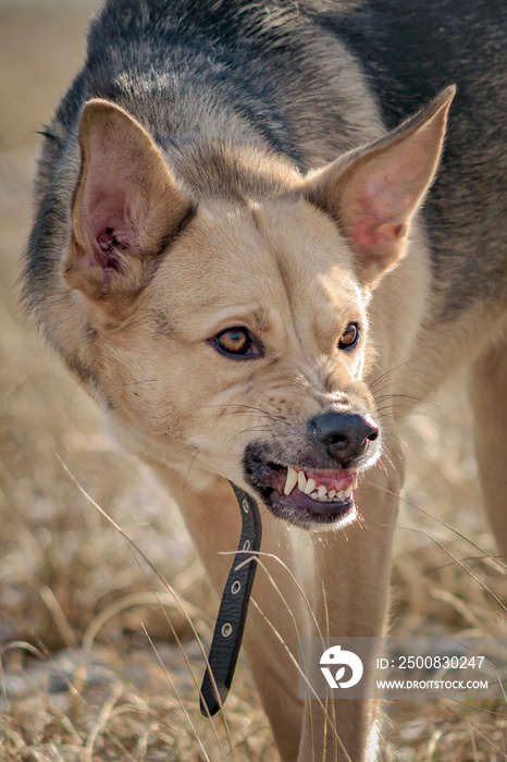 Agressive dog close portrait showing fangs