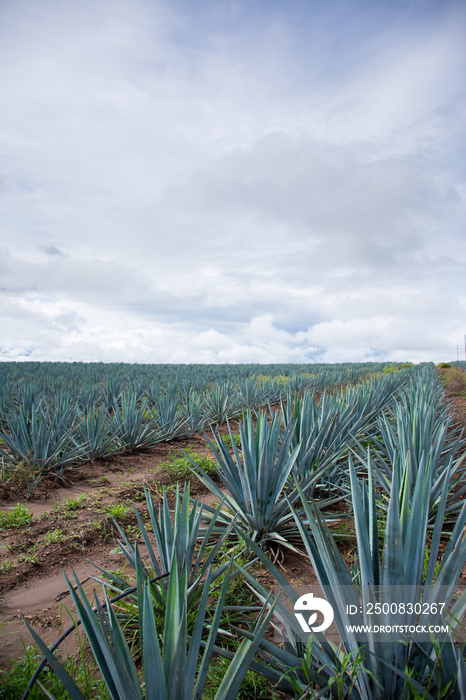 Landscape of Mexican agave tequila