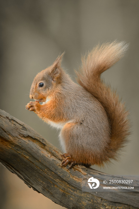 Red Squirrel