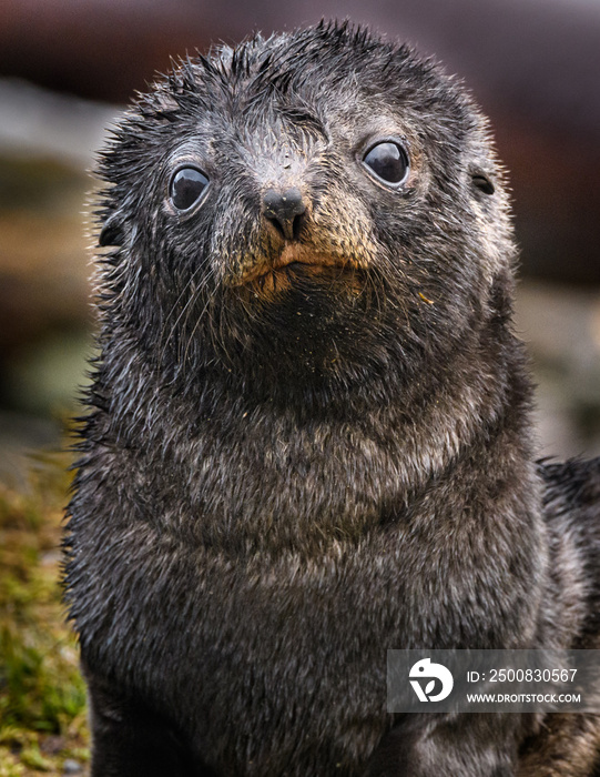 Grytviken seal pup