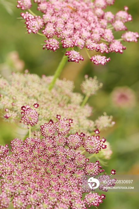 Wild carrots flowers, daucus carota blooming dark pink