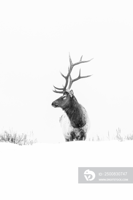 Elk or wapiti (Cervus canadensis), Yellowstone National Park, Wyoming, USA, America