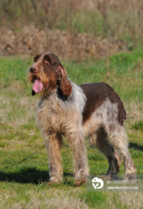 Typical Spinone Italiano dog