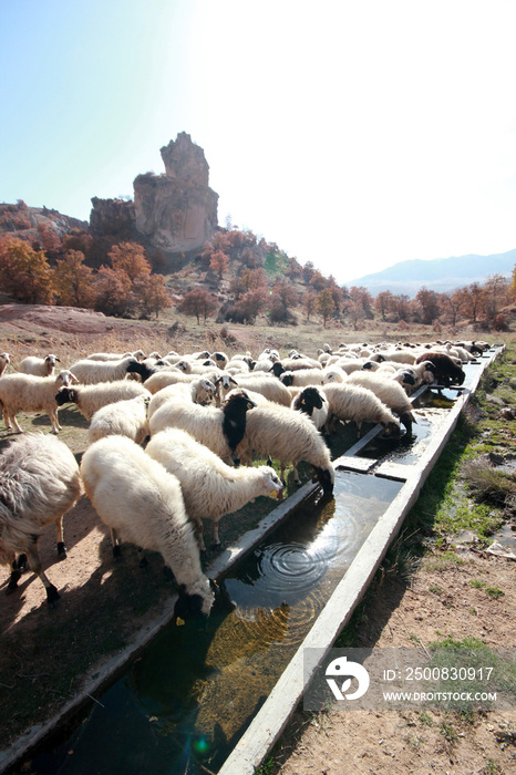 flock of sheep drinks water