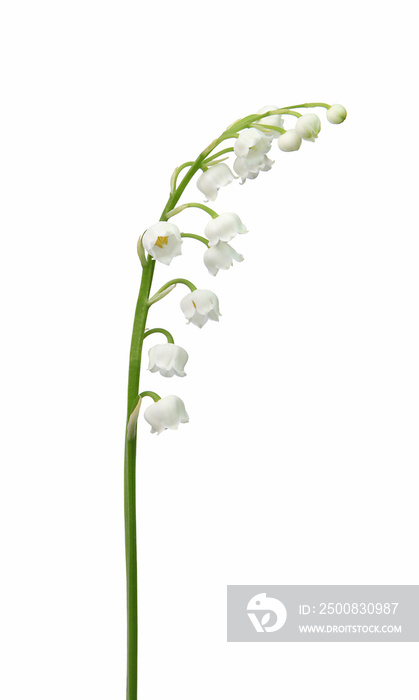 Brin de muguet