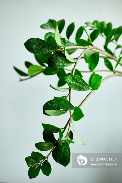 Zamioculcas zamiifolia plant on white  background, Home plant with green leaves,  Concept of home gardening,  Zanzibar gem, Zuzu plant, aroid palm, eternity plant or emerald palm Copy space..