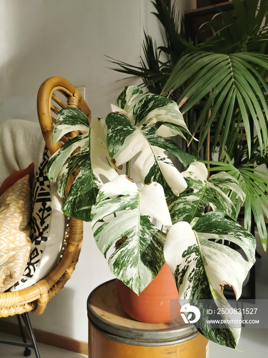 Monstera albo borsigiana or variegated monstera houseplant. Highly variegated full plant in an urban jungle interior