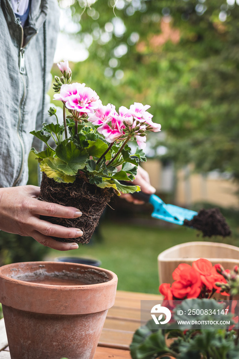 Planting geranium plant into terracotta flower pot. Woman gardening in spring