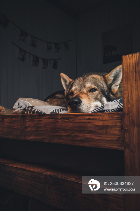 Portrait of a dog almost sleeping in a cozy bed.