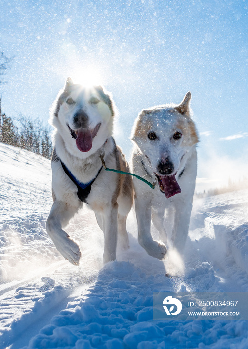 husky sled dogs