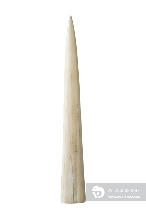 Ivory tusk on white background