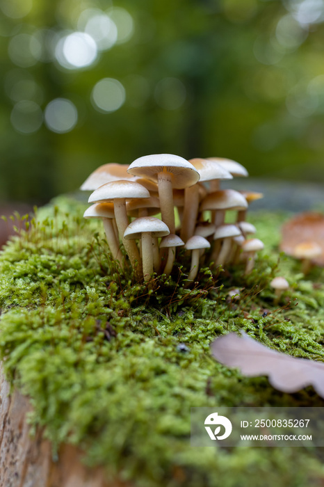 Golden Teacher Psilocybe Cubensis Magic Mushrooms