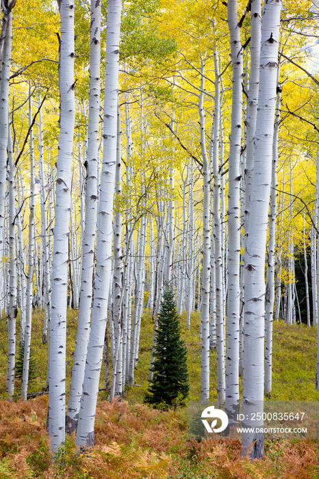 Aspen trees in the Fall Colorado when the aspens turn yellow in Autumn