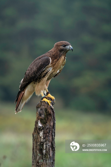 Red-Tailed Hawk sitting on a tree stump in a field. Hawk is in profile looking to the right.