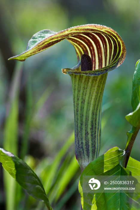 Jack-in-the-pulpit flower (Arisaema triphyllum) backlit by early morning sun. The flower’s hood-like  pulpit  is the spathe, while the  Jack  is the spadix--a cluster of tiny flowers beneath it.