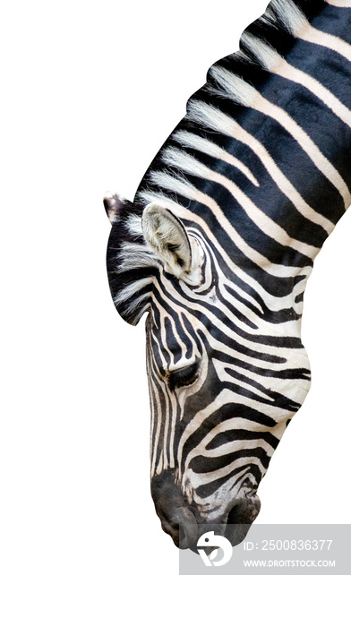 head of zebra isolated