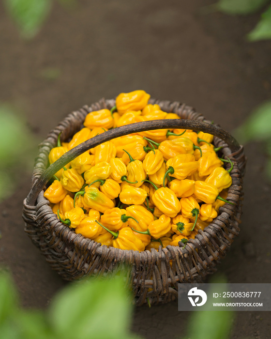 Harvest of peppers in wicker basket on ground. Spicy yellow habanero. Mexican pepper with green leaves. Spicy food. Sauce ingredient. Soft focus. Close-up. View from above. Copy space.