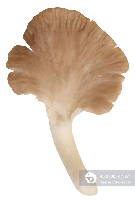 Oyster mushroom