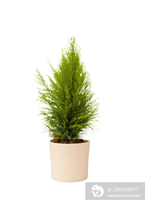 Cut out cypress plant in a pot, home decoration isolated