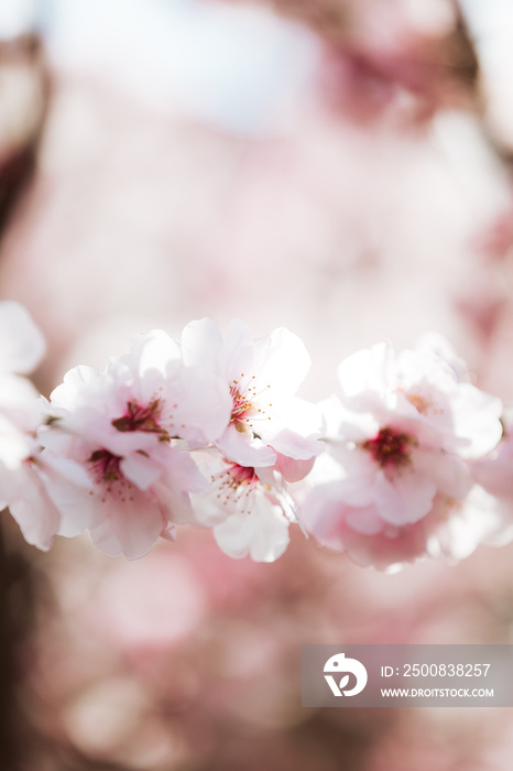 Almond blossom. Almond tree blooming in springtime with tiny white and pink flowers.