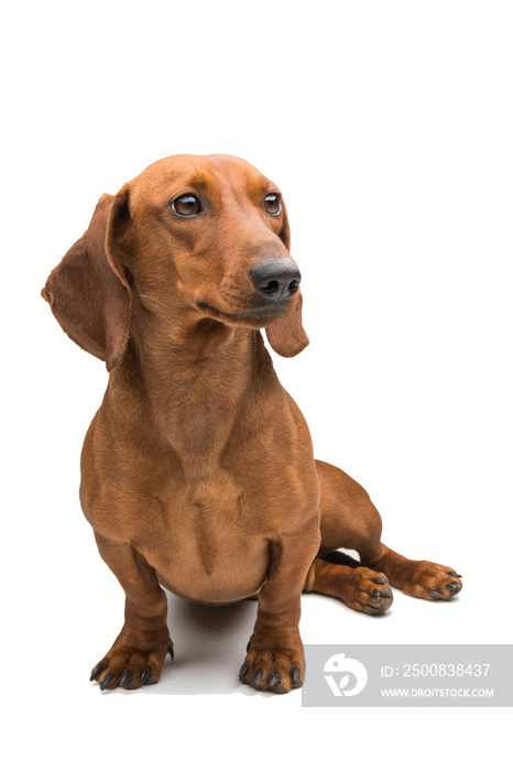 red dachshund dog isolated over white background.