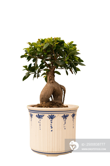 Cut out bonsai plant in a pot, home decoration isolated