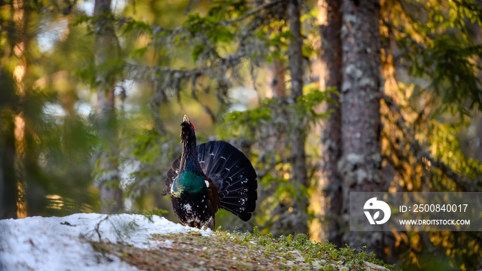 Western Capercaillie (Tetrao Urogallus) Wood Grouse at lek during the courting season