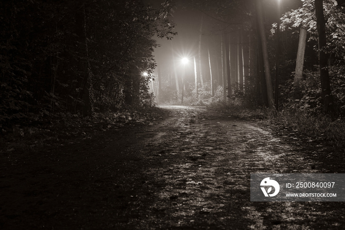 Foggy Walkway in Forest, foggy Forest at night, lanterns in a foggy Forest