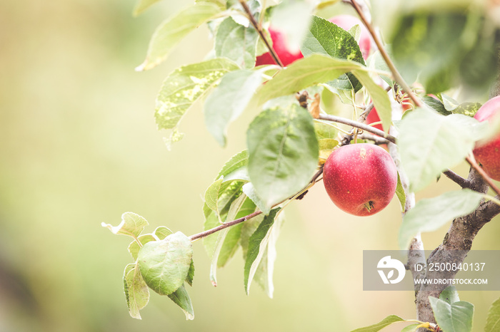 Red Apple organic farm autumn harvest