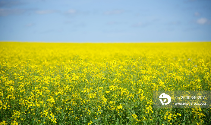 Canola boom yellow fields in close up in Walla Walla, new south wales, Australia.