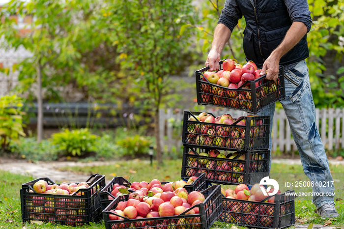 Man put some plastic baskets full with ripe red apples together. Apple crop.