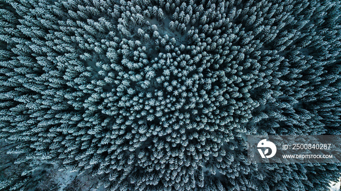 Winter Snow coniferous forest Carpathians Ukraine aerial photography.