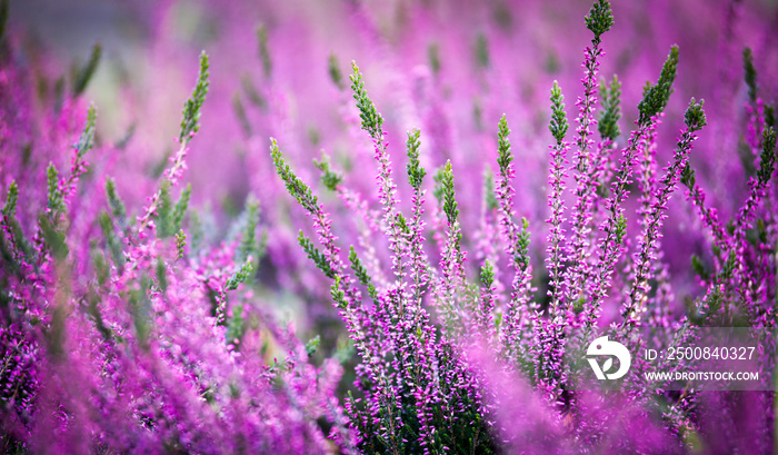 Flowering heather flowers close up