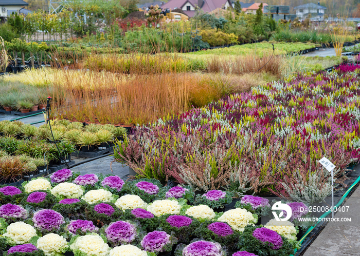 Rows of flowers growing in a large industrial greenhouse. Industrial agriculture. Decorative cabbage. Rows of colorful ornamental cabbages.