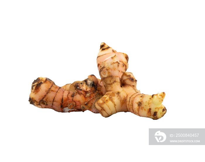 galangal isolated for ingredient element