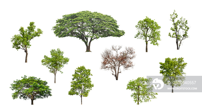 Collection of green trees isolated on transparent background. for easy selection of designs.