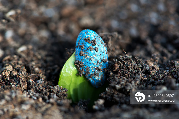 Zucchini Seedling. First Leaves of a Courgette or Zucchini Plant Growing from chemically treated Seed