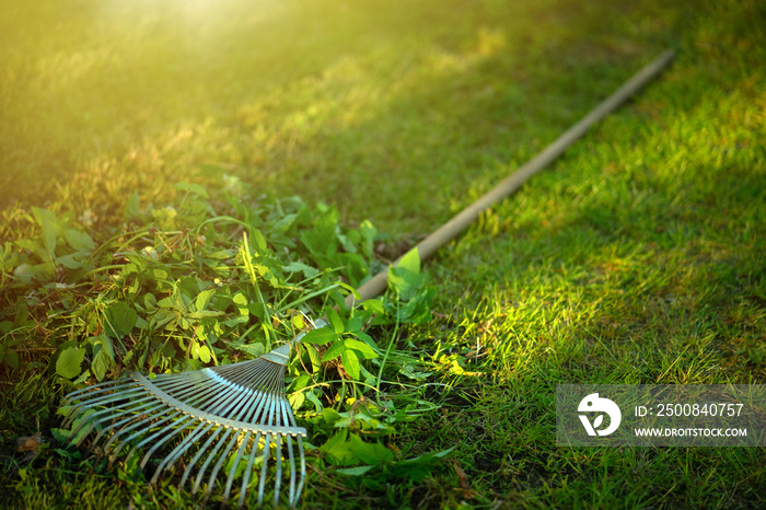 A rake for harvesting grass in the park. Garden fan rake with a wooden handle in the sun on the green grass.