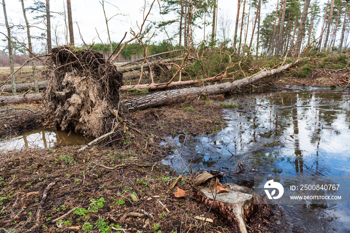 Fallen, uprooted pine trees in the forest. An adult trees lies on the ground after storm. The roots of the tree.