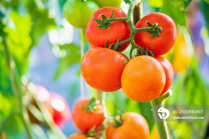 Fresh red ripe tomatoes hanging on the vine plant growing in organic garden