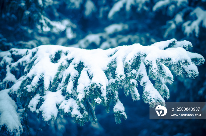 pine trees in winter time