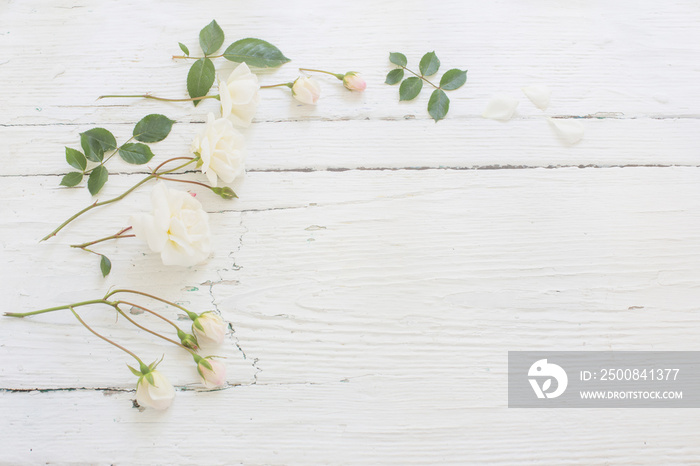 roses on white wooden background