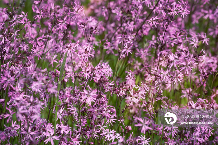 Ragged-robin flowers as background. Flowering meadow, lychnis flos-cuculi. Spring flower.